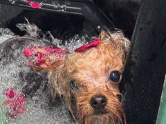 -博特宠物医院24h犬猫全科.骨科·异宠