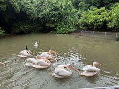 -广州长隆飞鸟乐园