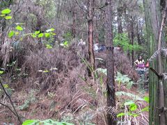 -铁山坪森林公园