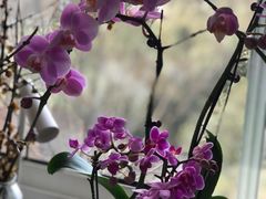 -双季花艺园艺市场(浦东店)