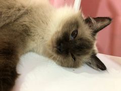 -李小姐の猫咖啡馆(五角场店)