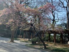-紫金山山顶公园