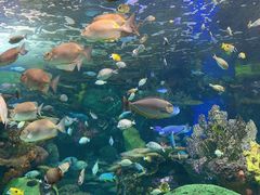 -瑞普利水族馆
