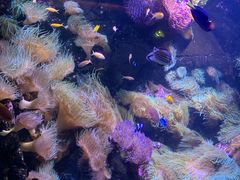 -悉尼海洋生物水族馆