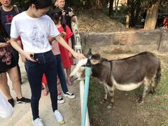 -清迈夜间动物园