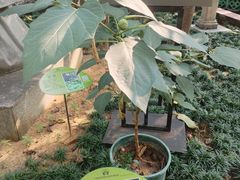 -广州神农草堂中医药博物馆