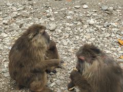 -大青山野生动物园