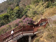 -广州市石门国家森林公园