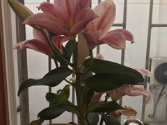 -大理.老字号渝记酸萝卜乌鱼(古城总店)