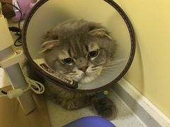 -瑞鹏宠物医院·爱宠堂·骨外专科(西荷分院)