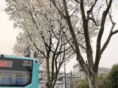 -犀牛家猪排