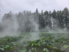 -陶辛水韵