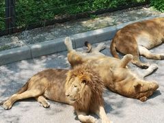 -大连森林动物园