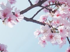 -顾村公园