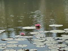 -泗洪洪泽湖湿地景区