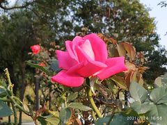 -文华公园(禅城区)