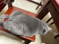 -安安宠医·臻爱宠物医院(簇锦北路分院)