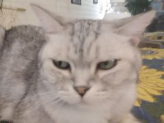 -平行世界·猫咖(首经贸店)