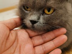 -飞行喵MR PILOT|猫舍·猫咖(静安大融城店)