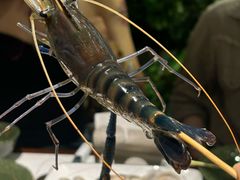 -Thai Basil罗勒叶泰式餐厅(时代天街店)