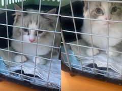 -爱佳宠物中心医院24H·CT·骨外科·猫专科(瑶海万达店)
