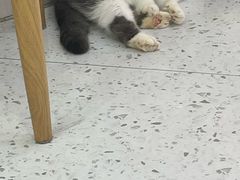 -喵园·猫主题咖啡厅·撸猫·猫咖(国贸店)