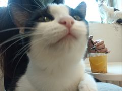 -有喵·猫咖·狗咖·30几只猫10只小狗(岗厦店)