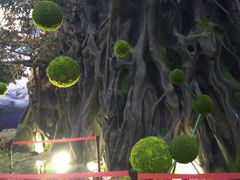 -花之城