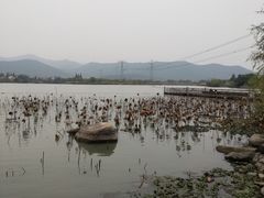 -长田漾湿地公园