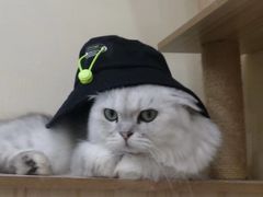 -猫力发电所·宠物专门店