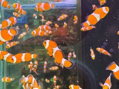 -青石桥花鸟鱼虫市场(叠翠城店)