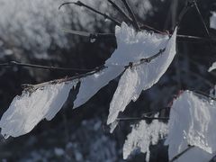 -东白山