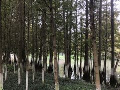 -桤木河湿地公园