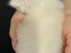 -楼上猫咖(罗湖店)