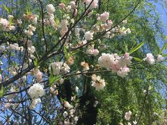 -南汇桃花村