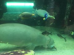 -悉尼海洋生物水族馆