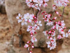 -桃花堤公园