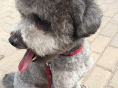 -芭比堂动物医院·犬猫全科·异宠专科(雁塔分院)