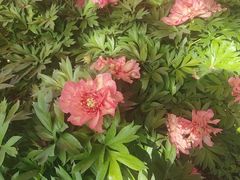 -洛阳市隋唐城遗址植物园