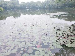 -西湖外事游船(花港观鱼码头)