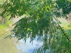 -同里国家湿地公园