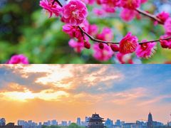 -红梅公园