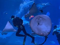 -烟台海昌鲸鲨海洋公园