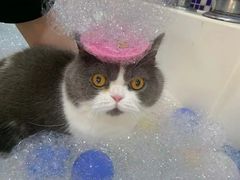 -车接车送·寄养洗护·德文猫舍(大宁店)