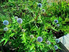 -白草畔自然风景区