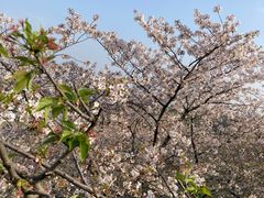 -苏州上方山国家森林公园