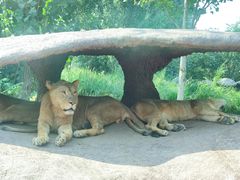 -北京野生动物园