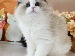 -小猫来了·猫舍(红山六九七九店)