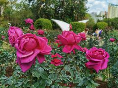 -人民公园(罗湖区)