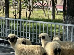 -新疆天山野生动物园